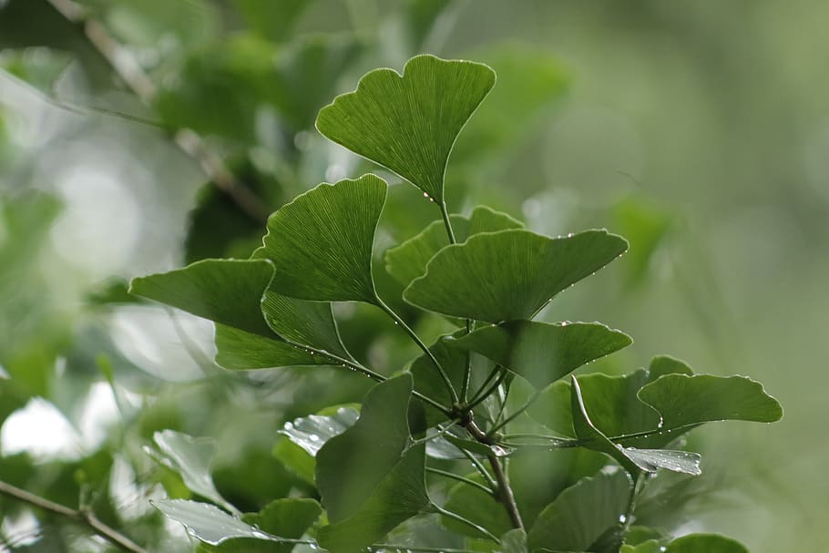 leaf, rain, trees, forest, green, nature, plant part, green color HD wallpaper