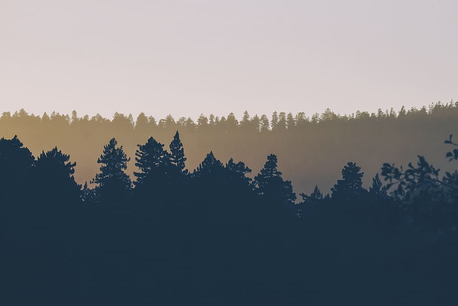 forest, jungle, tree, bunch, green, plant, beauty in nature HD wallpaper
