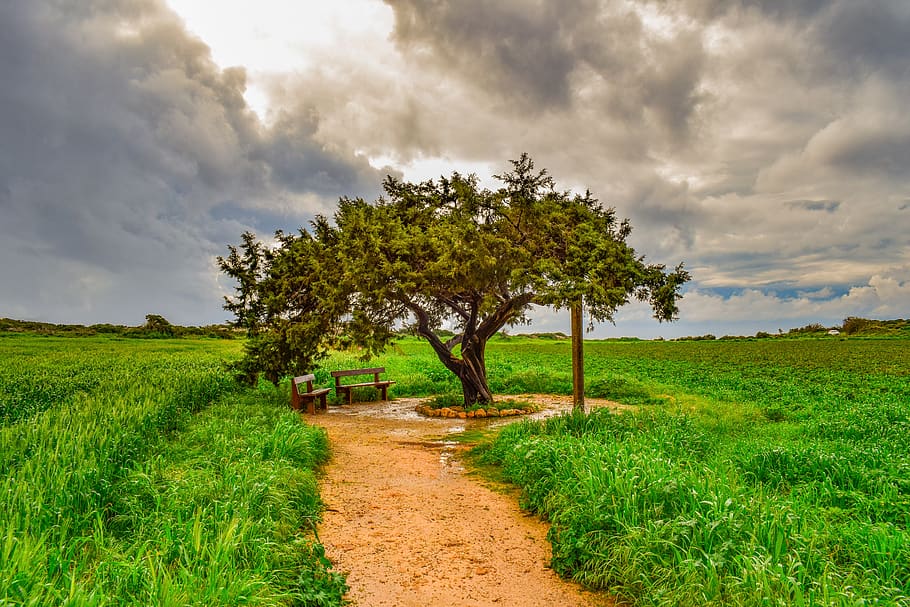 tree, landscape, nature, panoramic, sky, clouds, winter, scenery HD wallpaper