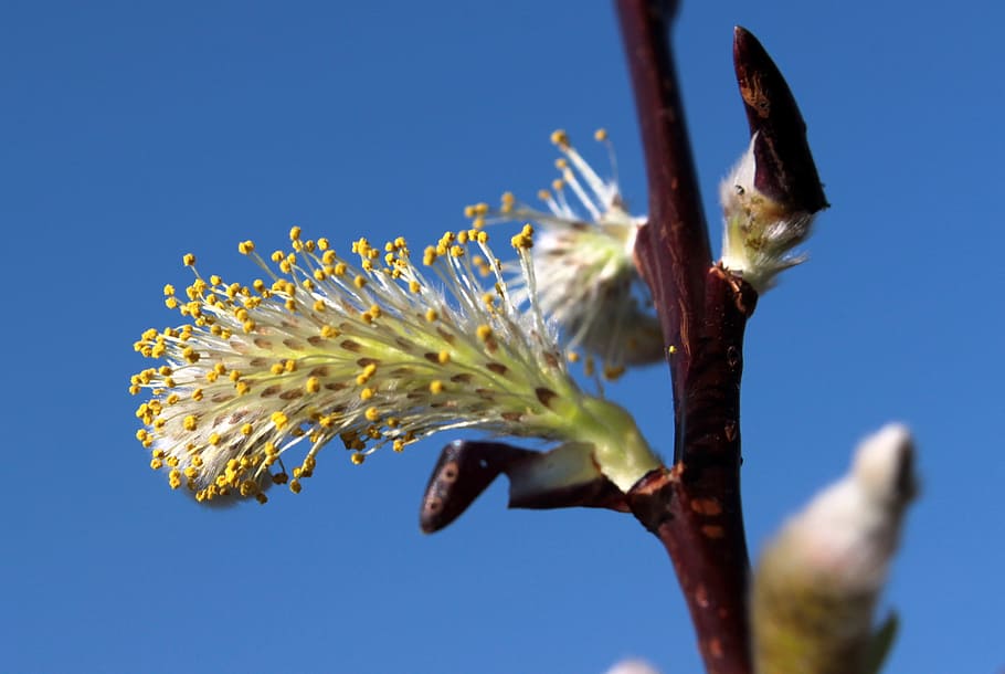 pussy, willow, fresh, flower, nature, fragrance, garden, blooming