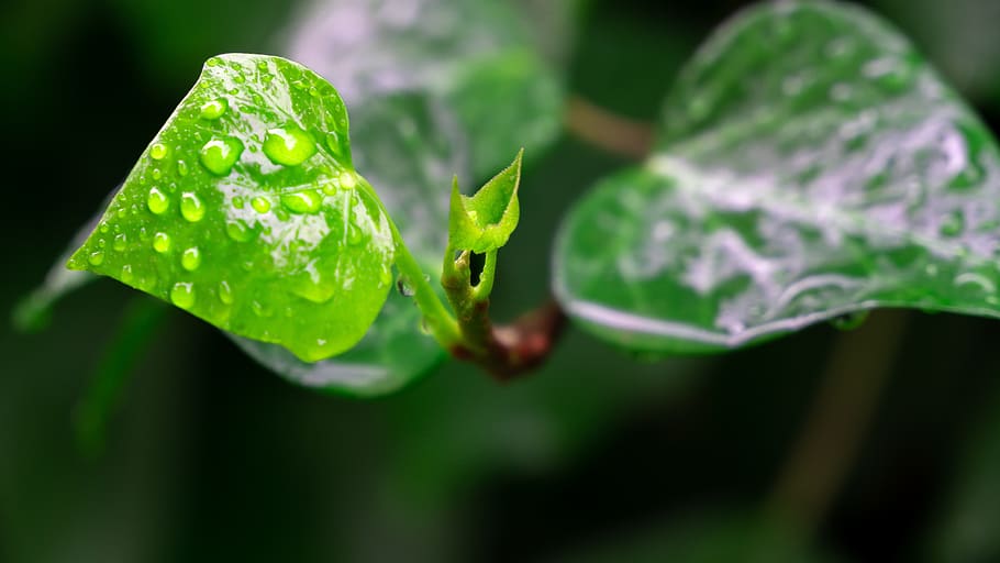 leaf, green, rain, plant, rocio, freshness, green color, drop HD wallpaper