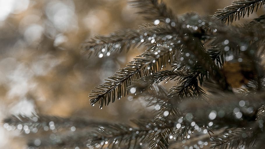 nature, forest, tree, beautiful, plant, foliage, autumn, rain HD wallpaper