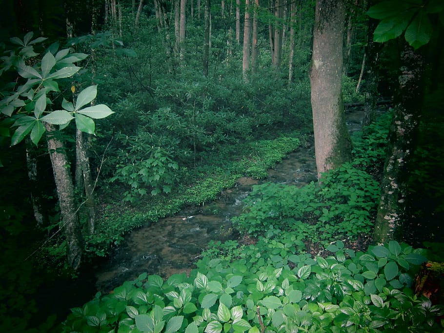 trees, plant, growth, leaf, plant part, forest, beauty in nature HD wallpaper