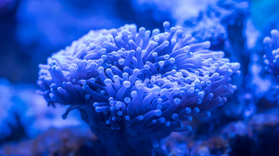 Blue Sea Anemone, aquatic, beautiful, biology, close-up, color, HD wallpaper