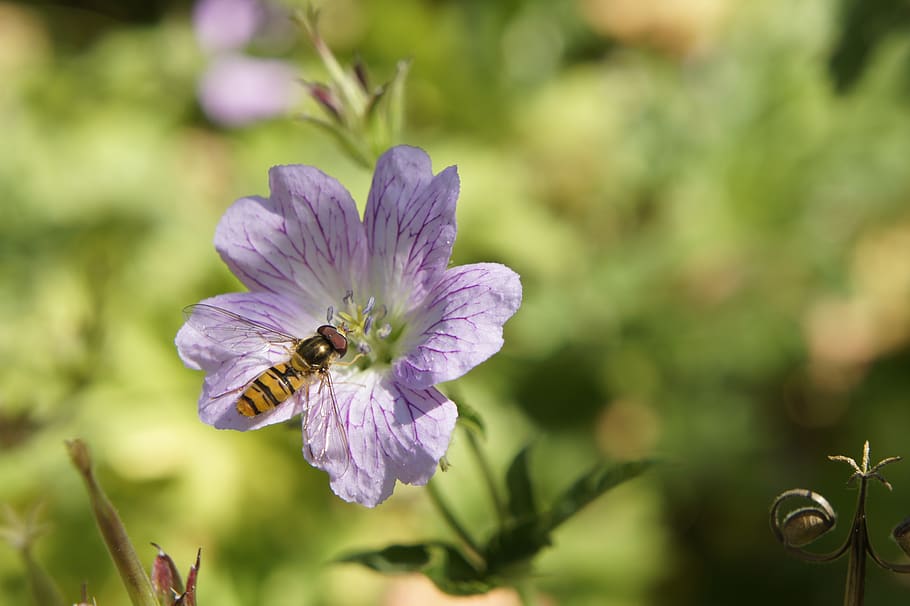 blossom, insect, hover fly, flower fly, summer, garden, flowering plant HD wallpaper