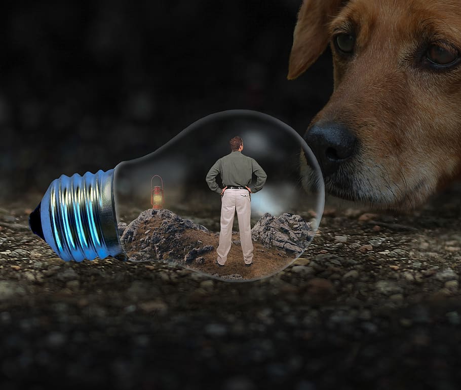 man, light bulb, dog, face, snout, caught, person, lamp, male