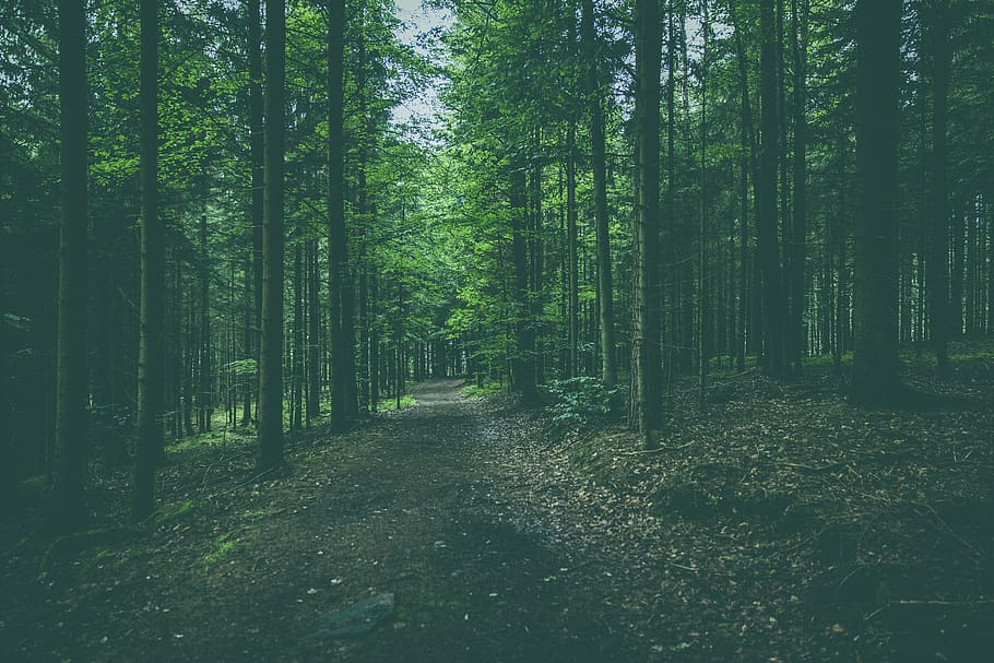 Green Forest, nature, path, trees, woods, plant, tranquility HD wallpaper