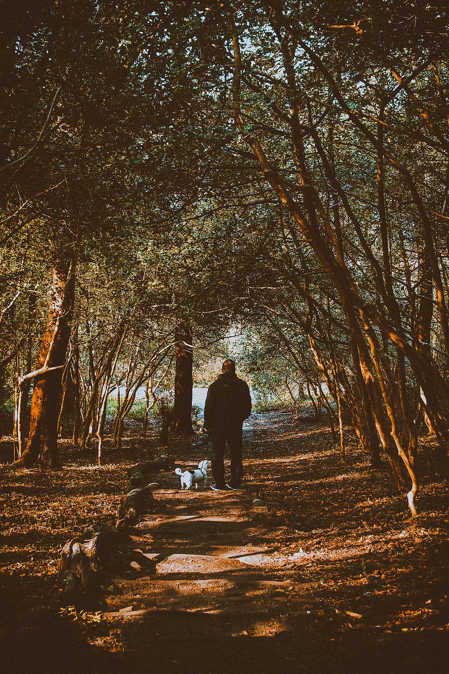 Man Walking With His Dog, park, path, person, trees, plant, real people HD wallpaper