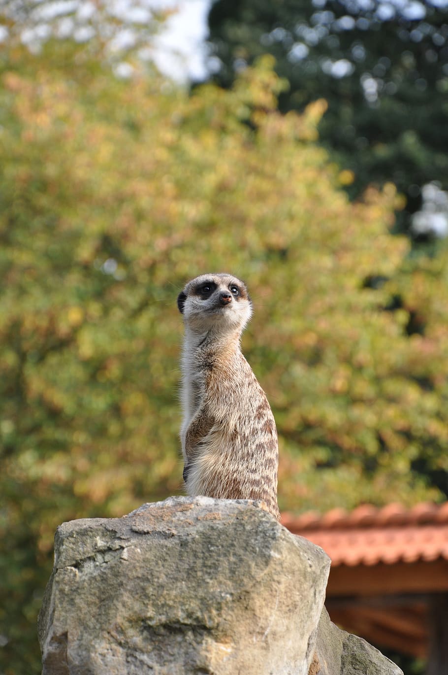 nature, animal, sleuth, one animal, animal themes, animals in the wild HD wallpaper
