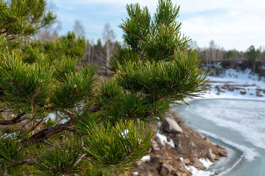 nature, spring, pine, branch, tree, plant, growth, beauty in nature HD wallpaper