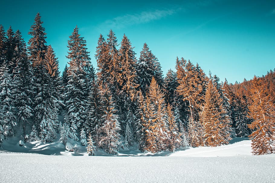 snow-covered brown trees, winter, cold temperature, plant, beauty in nature HD wallpaper
