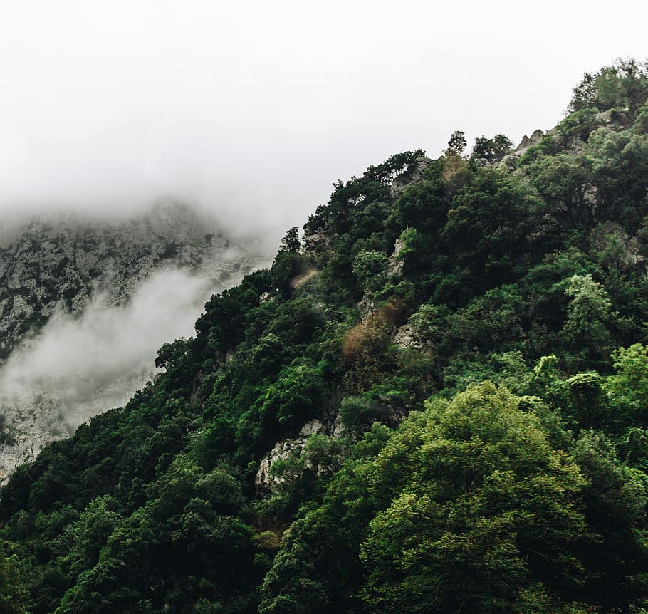 trees, mountain, mountains, montañas, forest, green, foggy, HD wallpaper