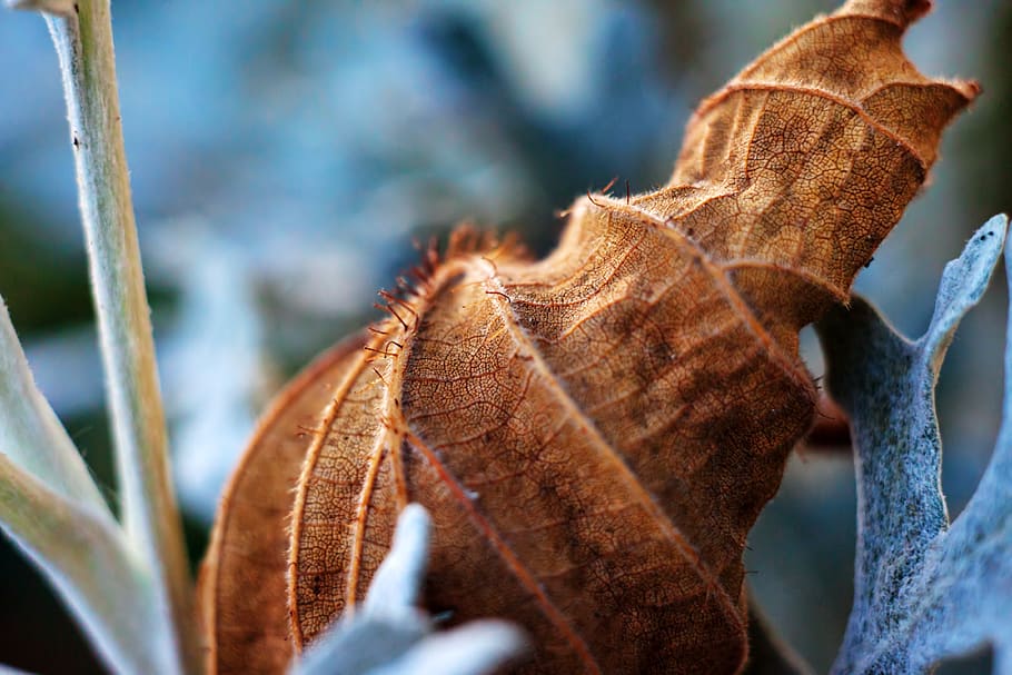 leaf, macro, autumn, close up, nature, plant, pattern, structure HD wallpaper
