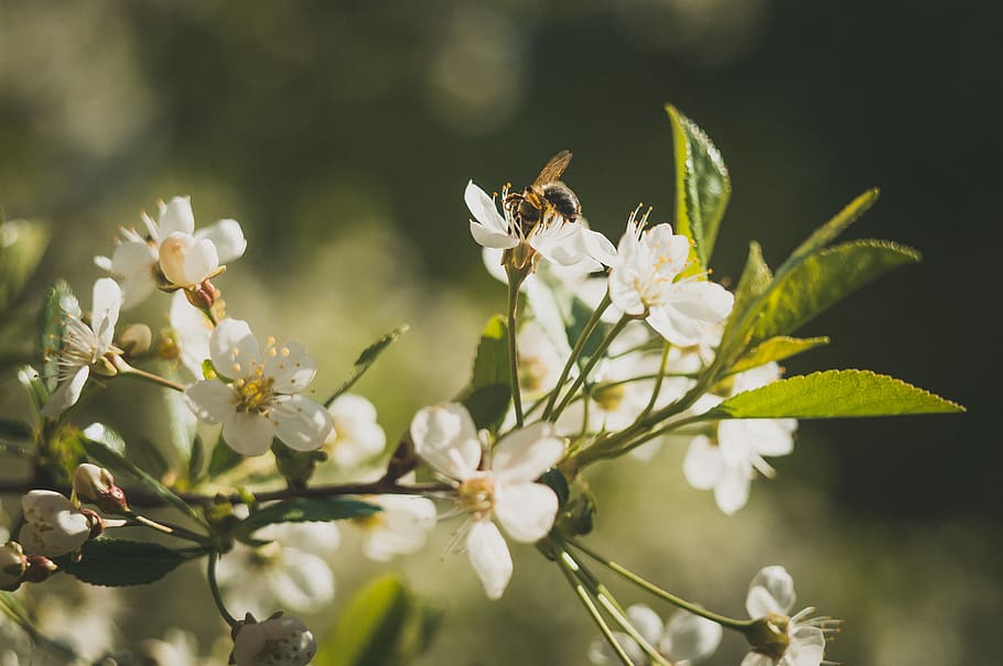 Bee on White Petaled Flowers, bloom, blossom, close-up, flora HD wallpaper
