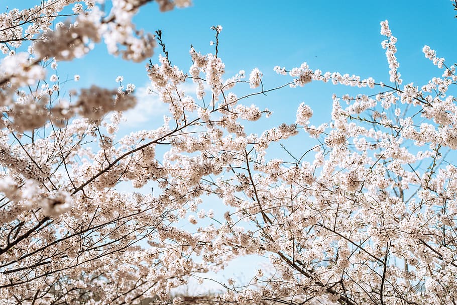 white cherry blossoms, plant, flower, ditch, spring, tree, final fantasy HD wallpaper