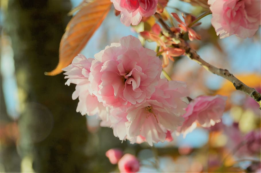 tree, cherry, spring, pink, flower, nature, branch, japanese HD wallpaper