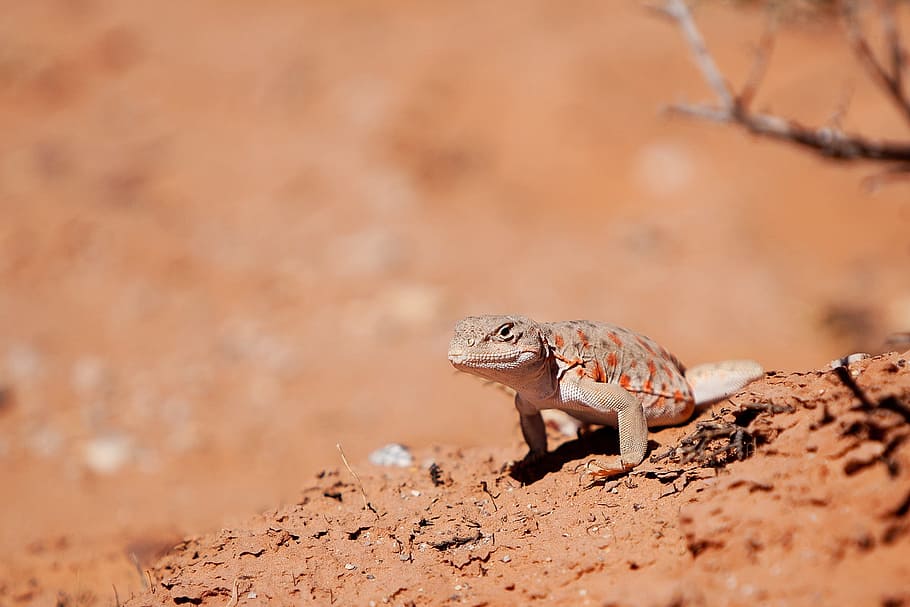 lizard, nosed, leopard, reptile, animal, wild, nature, animal themes HD wallpaper