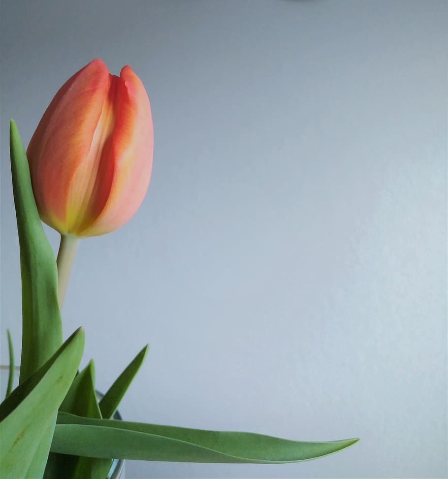 red petaled flower, plant, blossom, tulip bud, floral, minimal HD wallpaper