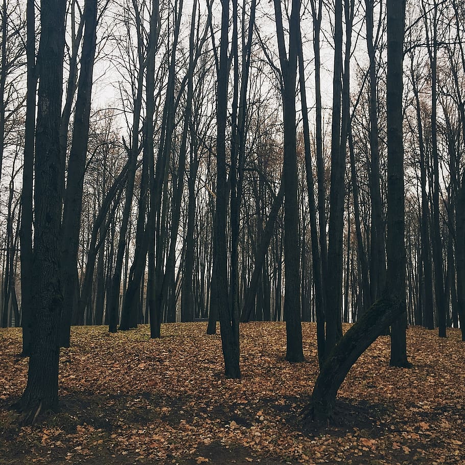 belarus, minsk, forest, tree, land, trunk, tree trunk, plant HD wallpaper