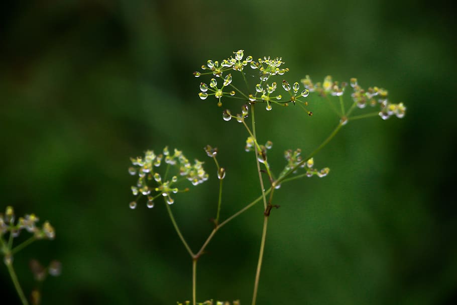 closeup, green, nature, leaf, fog, growth, plant, plant part HD wallpaper