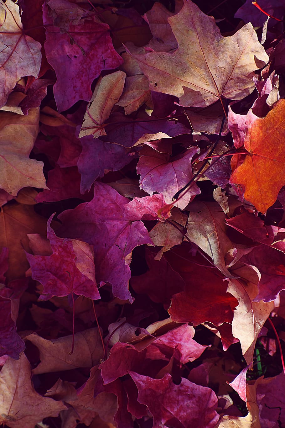 plant, leaf, tree, maple, maple leaf, veins, oak, flower, blossom HD wallpaper