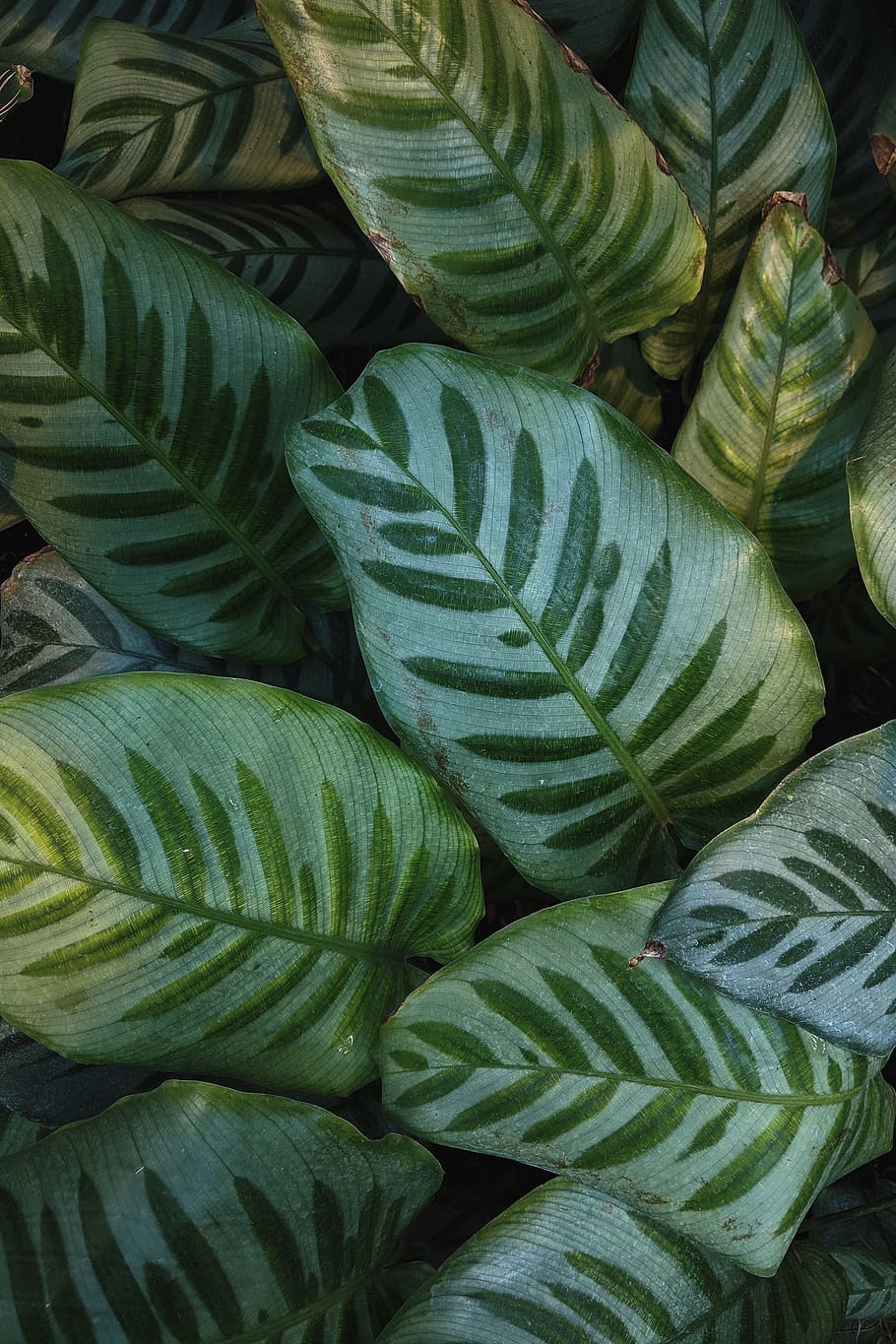 green-leafed plant, full frame, green color, backgrounds, no people HD wallpaper