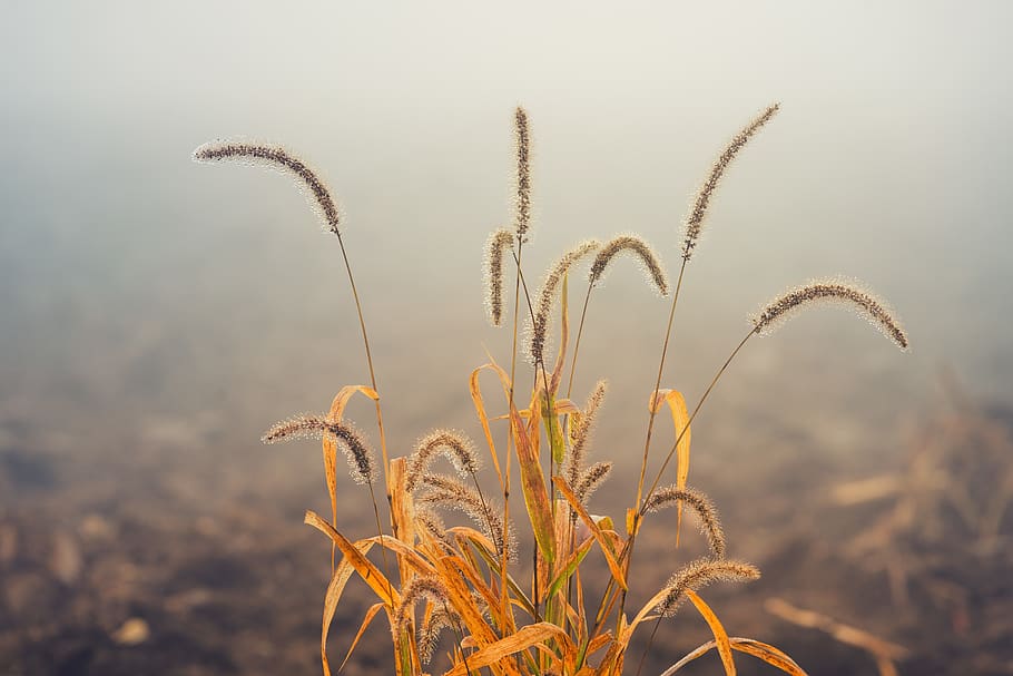 Shallow Focus Photo of Kans Grass, close-up, dry grass, plant HD wallpaper
