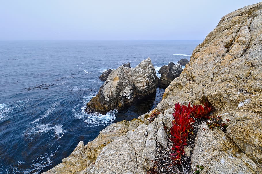 big sur, flower, cliffs, sea, landscape, rock, water, rock - object HD wallpaper
