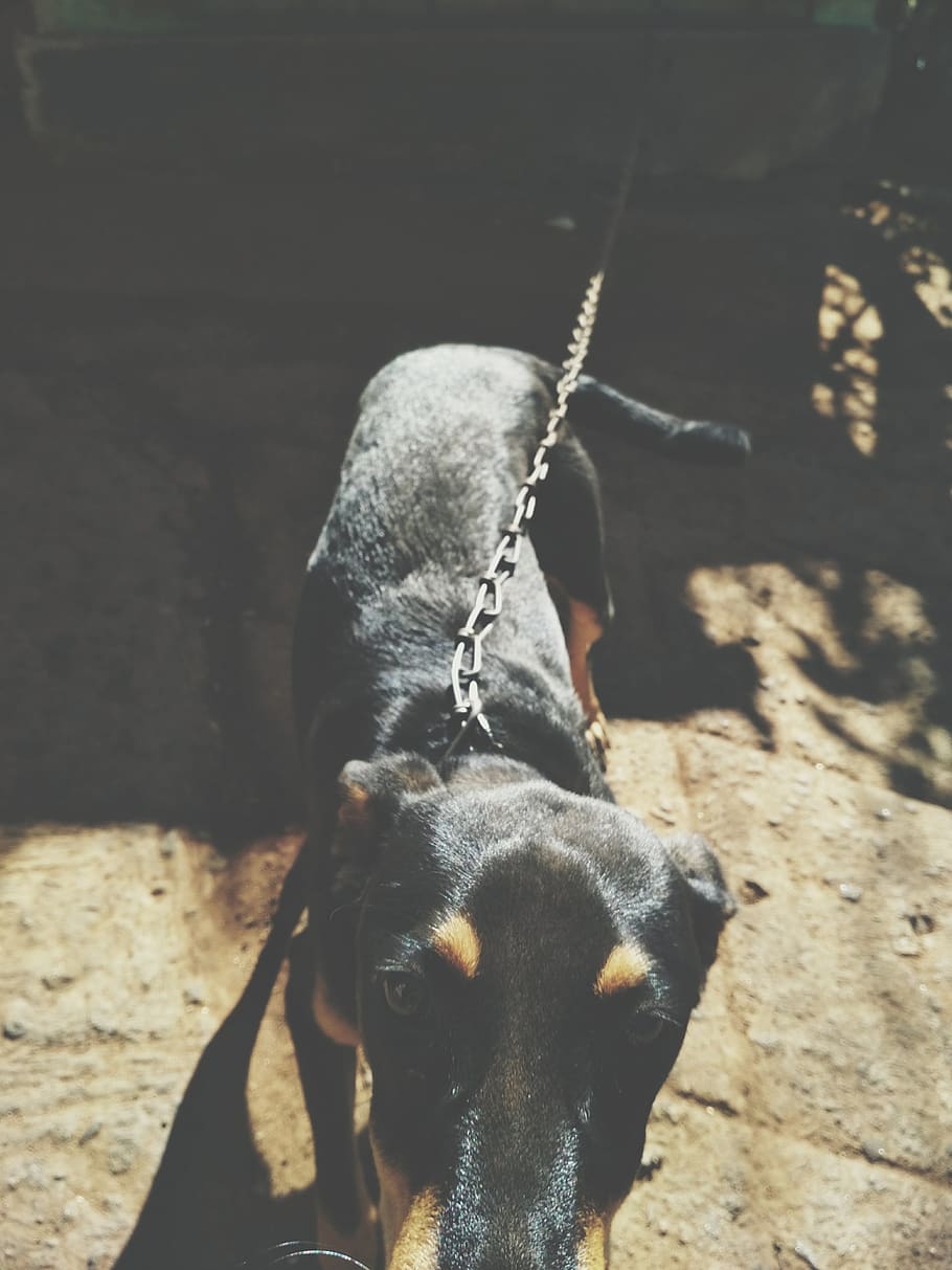 india, kerala, one animal, mammal, domestic animals, dog, canine HD wallpaper