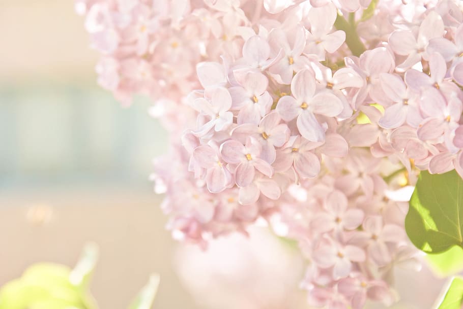 flowers, lilac, spring, sunny, light, floral, flowering plant HD wallpaper