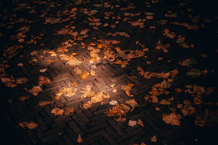 fall leaves on brick floor, netherlands, the hague, nature, cave HD wallpaper