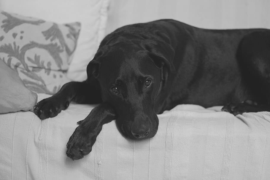 dog lying on couch, canine, pets, domestic, mammal, domestic animals HD wallpaper