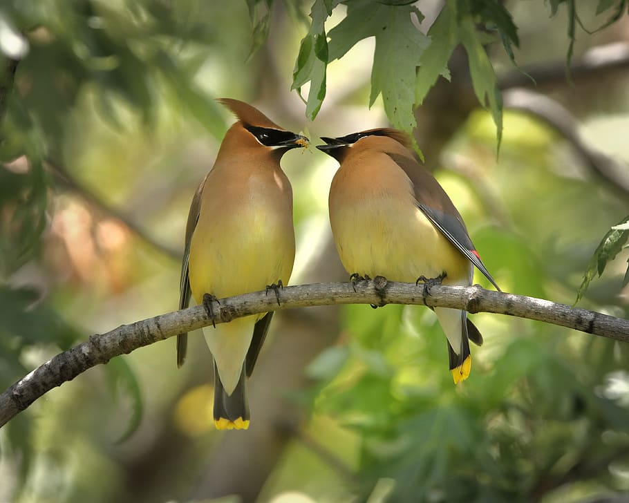 selective focus photography of yellow-and-black lovebirds, animal