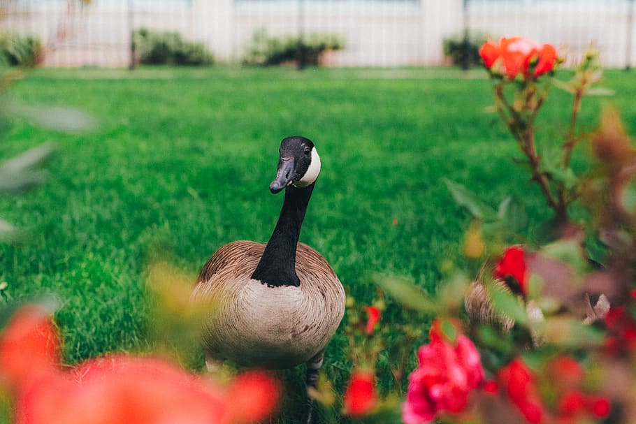 duck standing on lawn, bird, animal themes, vertebrate, plant HD wallpaper