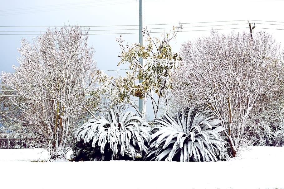 texa, winter, snow, tree, cold temperature, plant, nature, day HD wallpaper