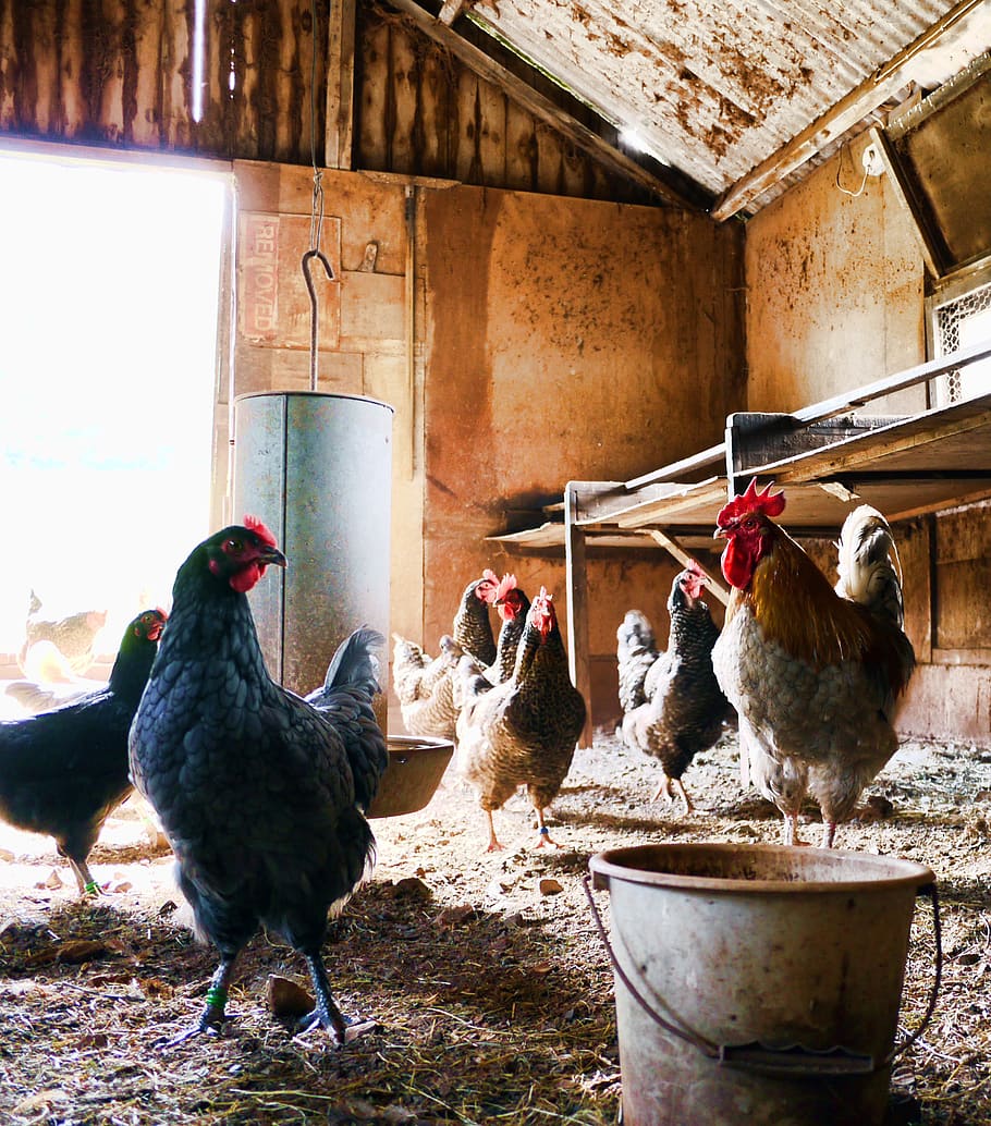Herd of Hen, animals, barn, bucket, chicken, close-up, cockerel HD wallpaper