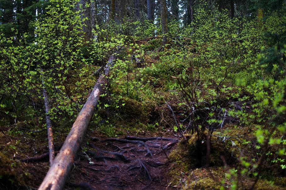 trail, explore, forest, nature, travel, roots, tree, plant HD wallpaper