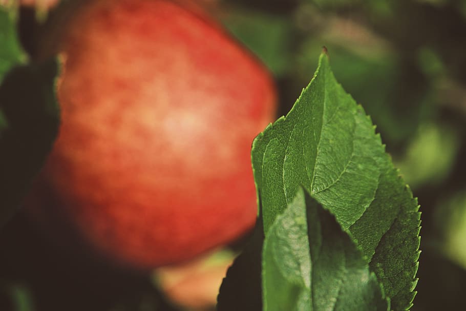apple, orchard, fall, plant, green, nature, leaf, plant part HD wallpaper