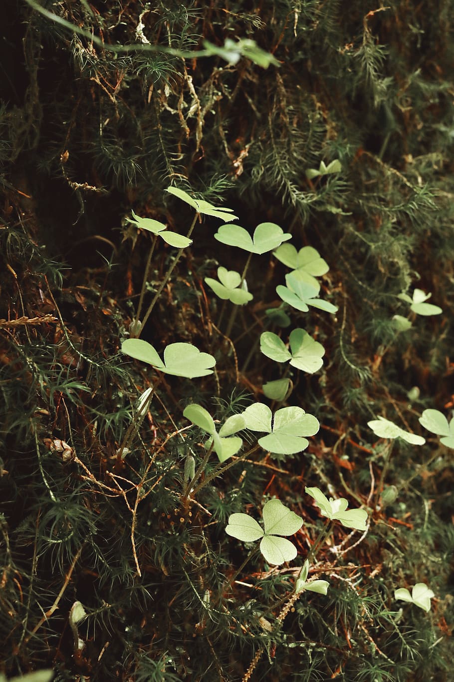 Green Clover, forest, growth, outdoors, plant, nature, land, no people HD wallpaper