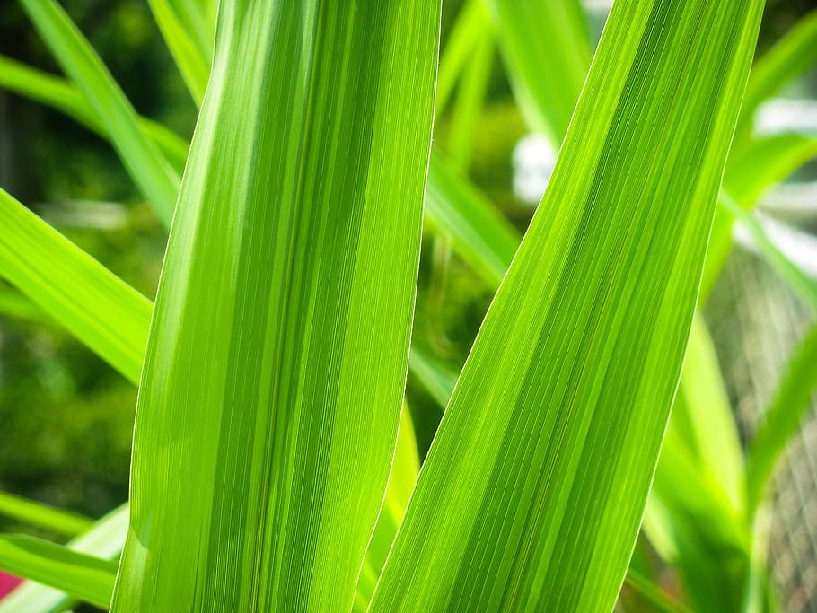 Leaves, Nature, blur, focus, green, green leaves, green color HD wallpaper