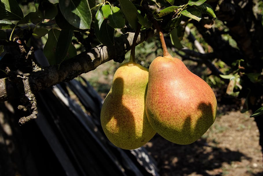 pears, fruit, healthy, nutrition, food, fresh, nature, vitamins HD wallpaper