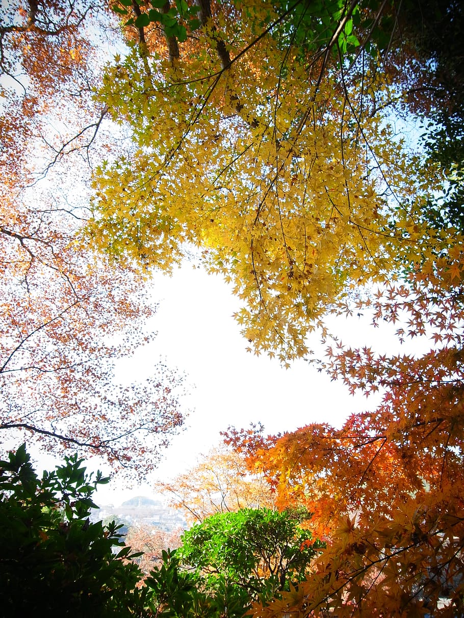 japan, tree, plant, beauty in nature, sky, low angle view, growth HD wallpaper