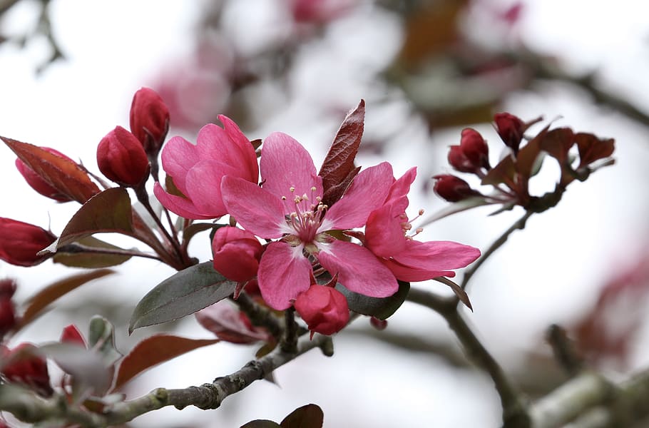 tree, flowering tree, spring, nature, pink, plant, beauty in nature HD wallpaper