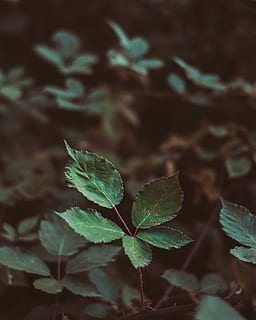 forest, tree, green, outdoors, travel, lake, plant, focus, dof HD wallpaper