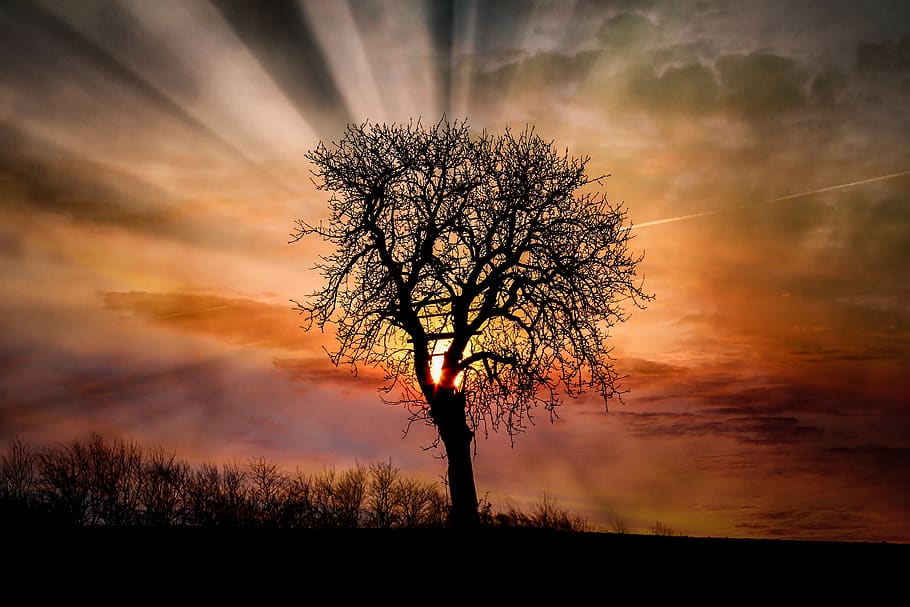 dawn, sunset, tree, landscape, nature, sky, dusk, schönwetter HD wallpaper