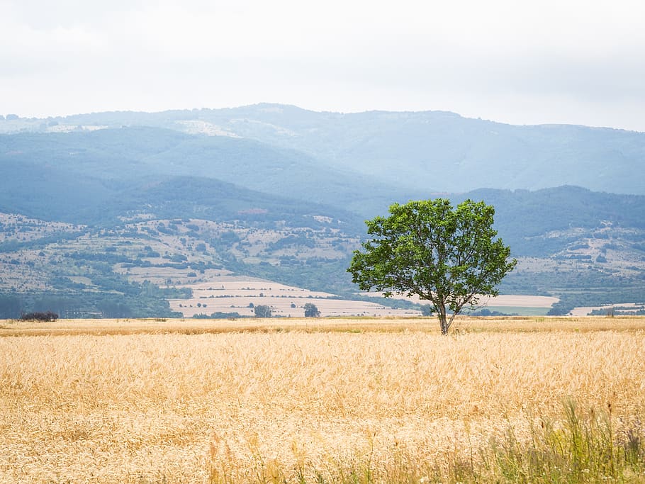 tree, plant, field, nature, outdoors, landscape, grass, hill HD wallpaper