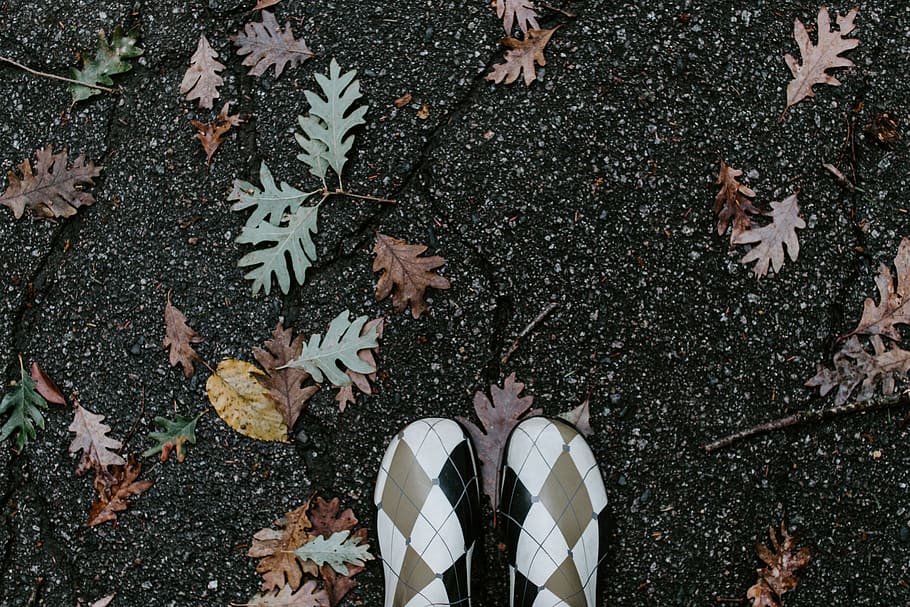 leaves on floor, leafe, hike, walk, forest, twig, rainy, wet HD wallpaper