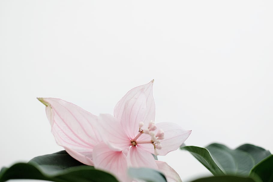 Pink Petaled Flower , bloom, blossom, desktop backgrounds, flora HD wallpaper
