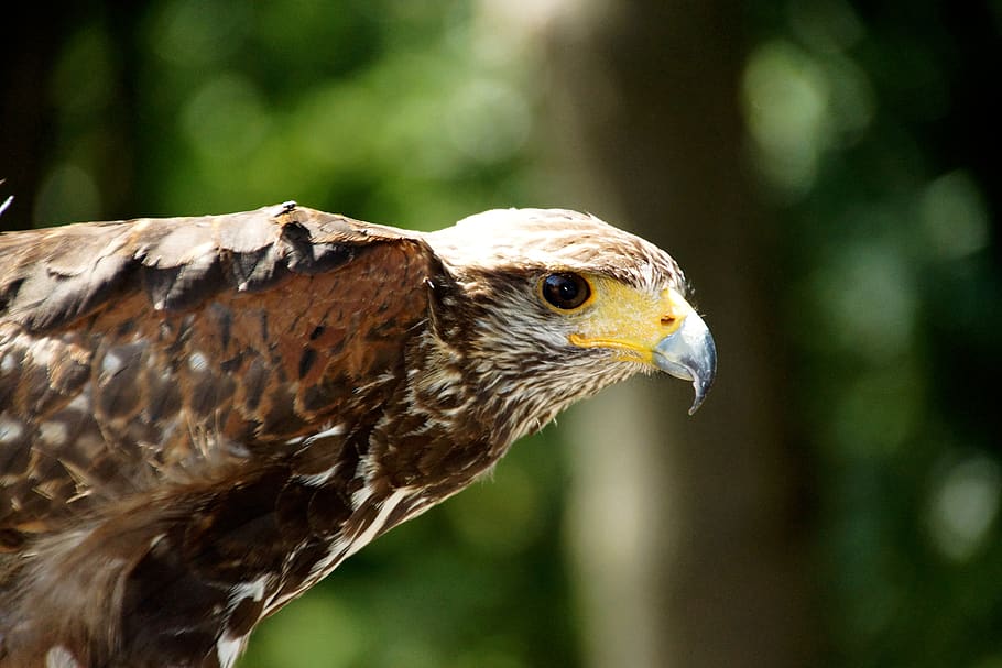 bird, eagle, nature, feathers, beak, hawk, raptor, wings, animal HD wallpaper