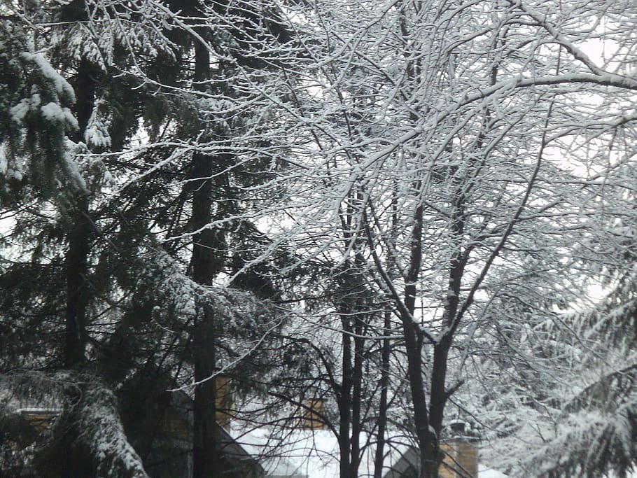 december, winter, snowfall, canada, white, tree, plant, no people HD wallpaper